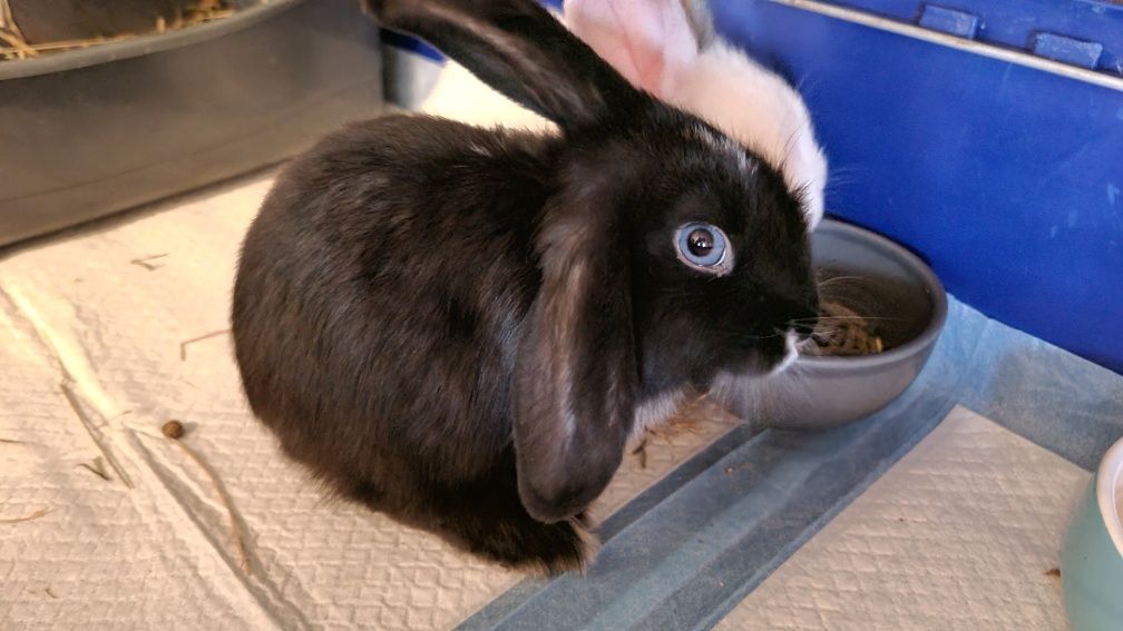 Królik baranek mini lop