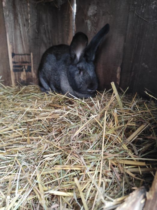 Samica czarno srebna