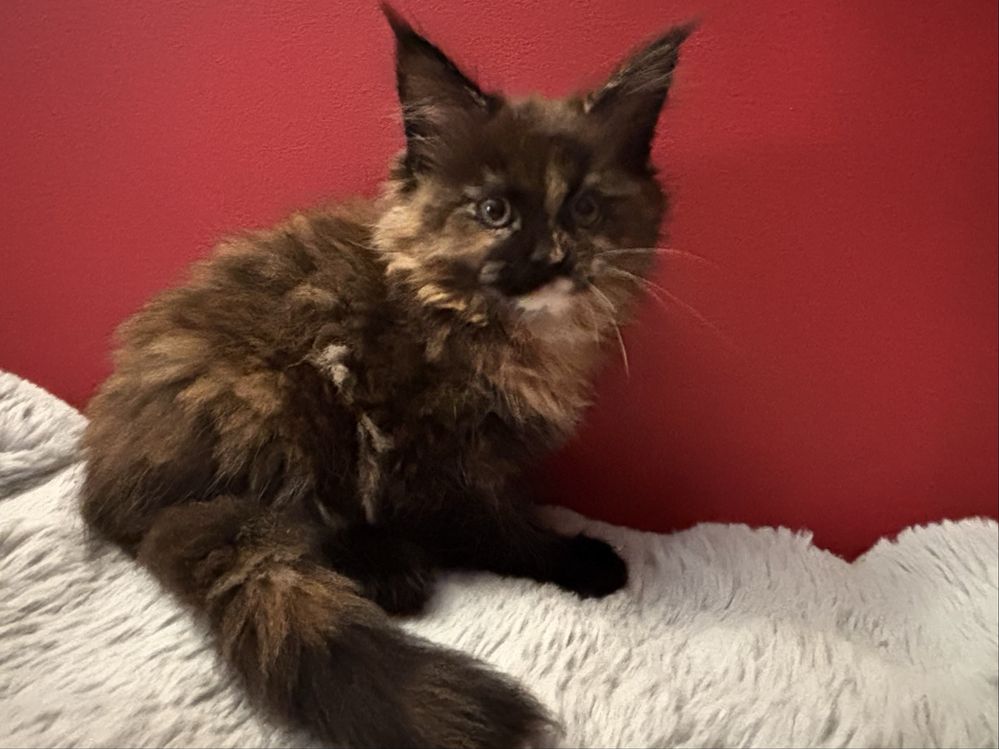 Kotka Maine coon z rodowodem FPL