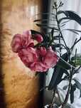Oleander różowy ok. 170cm