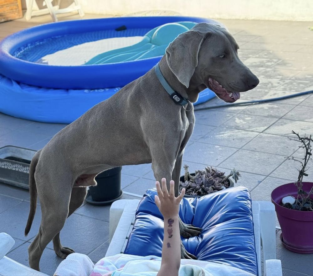 Braco Weimaraner para Adoçao responsavel