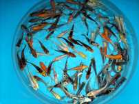 Carpas koi 7/9cm faço envios