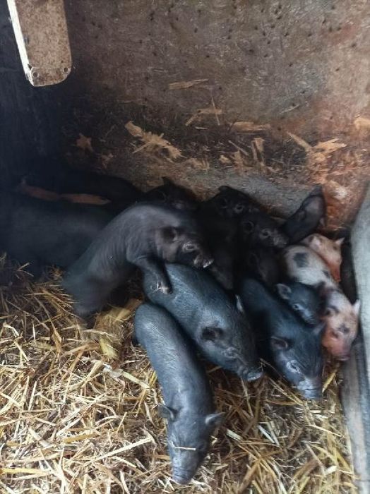 Sprzedam proszczaki świnki wietnamskiej