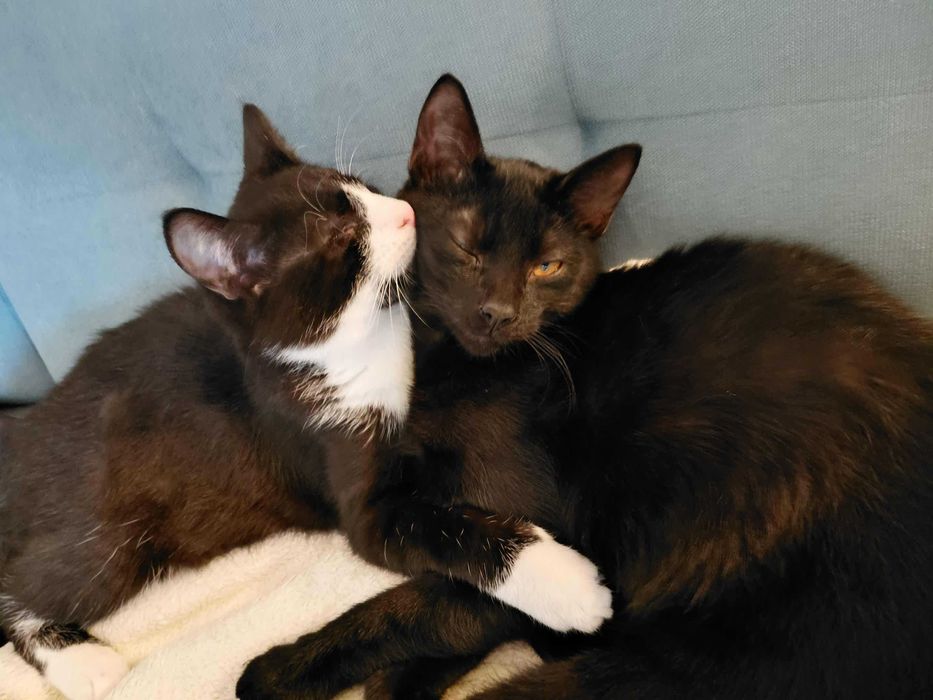 piękne kociaki do oddania w odpowiedzialne rece