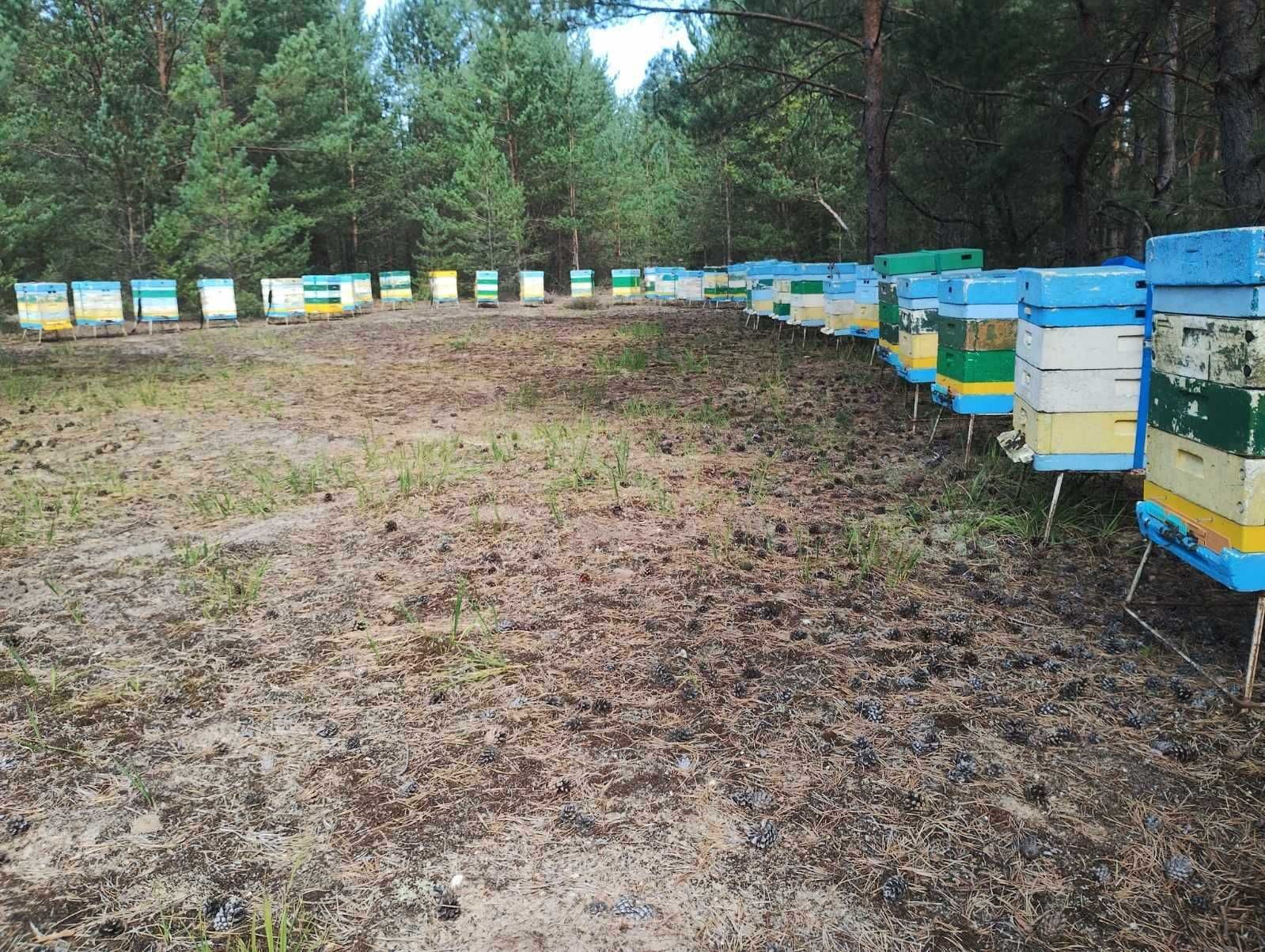 Miód wrzosowy z Borów Dolnośląskich 2024