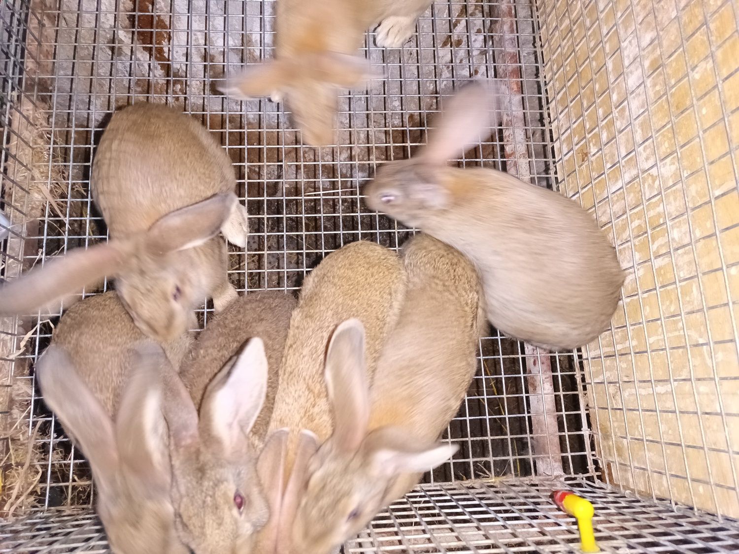 Coelhos Gigantes em adultos 6 a 9 kg