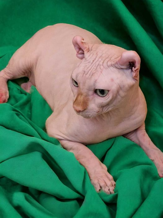 Мальчик породы Эльф