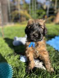 BRIARD Owczarek Francuski  - VALENTINO chlopiec. !!!