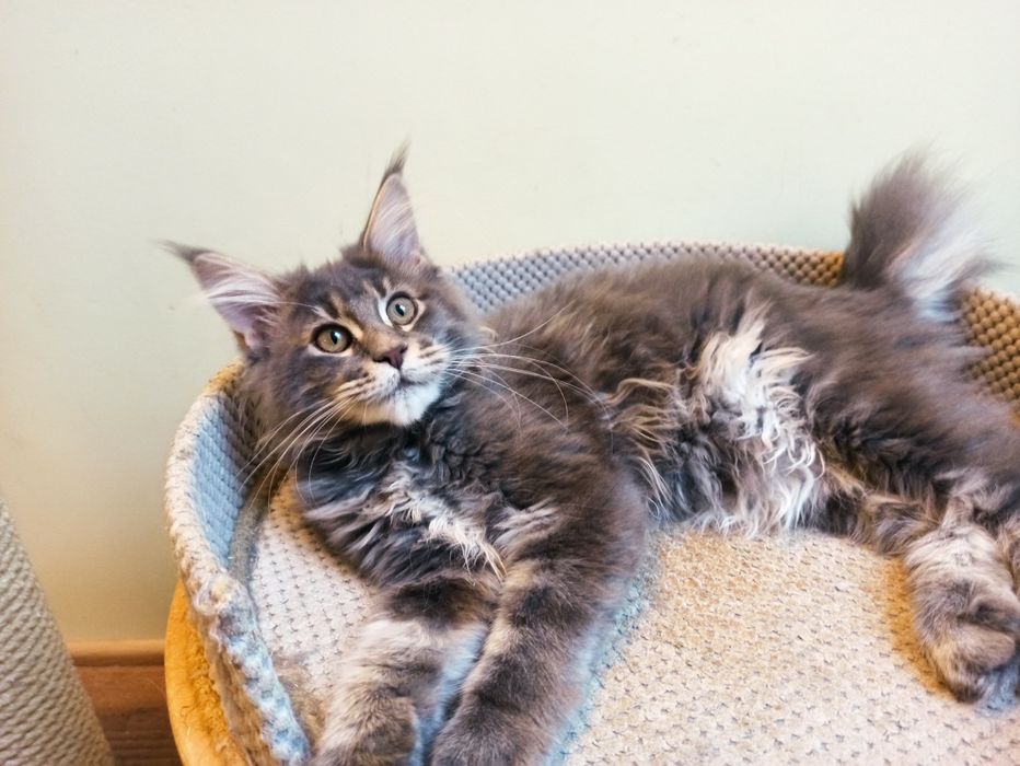 Maine Coon-koteczka niebieska po Championie