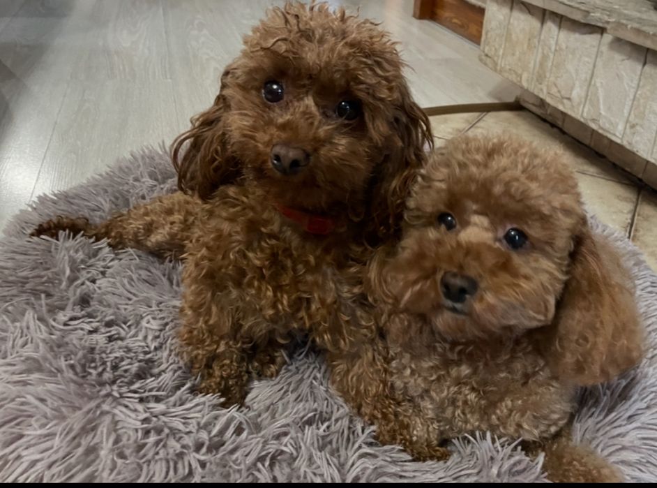 Suczka Pudel Toy Red