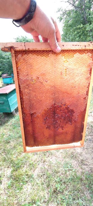 Мед з власної пасіки 2025року,,різнотрав'я, опт/роздріб