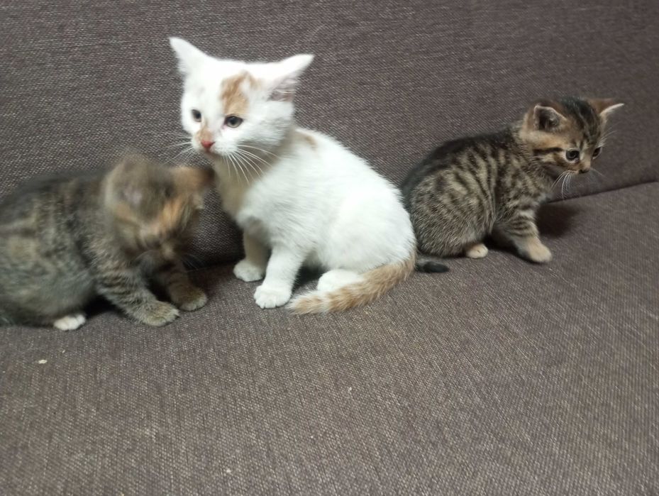 Kotki ,małe do oddania za darmo