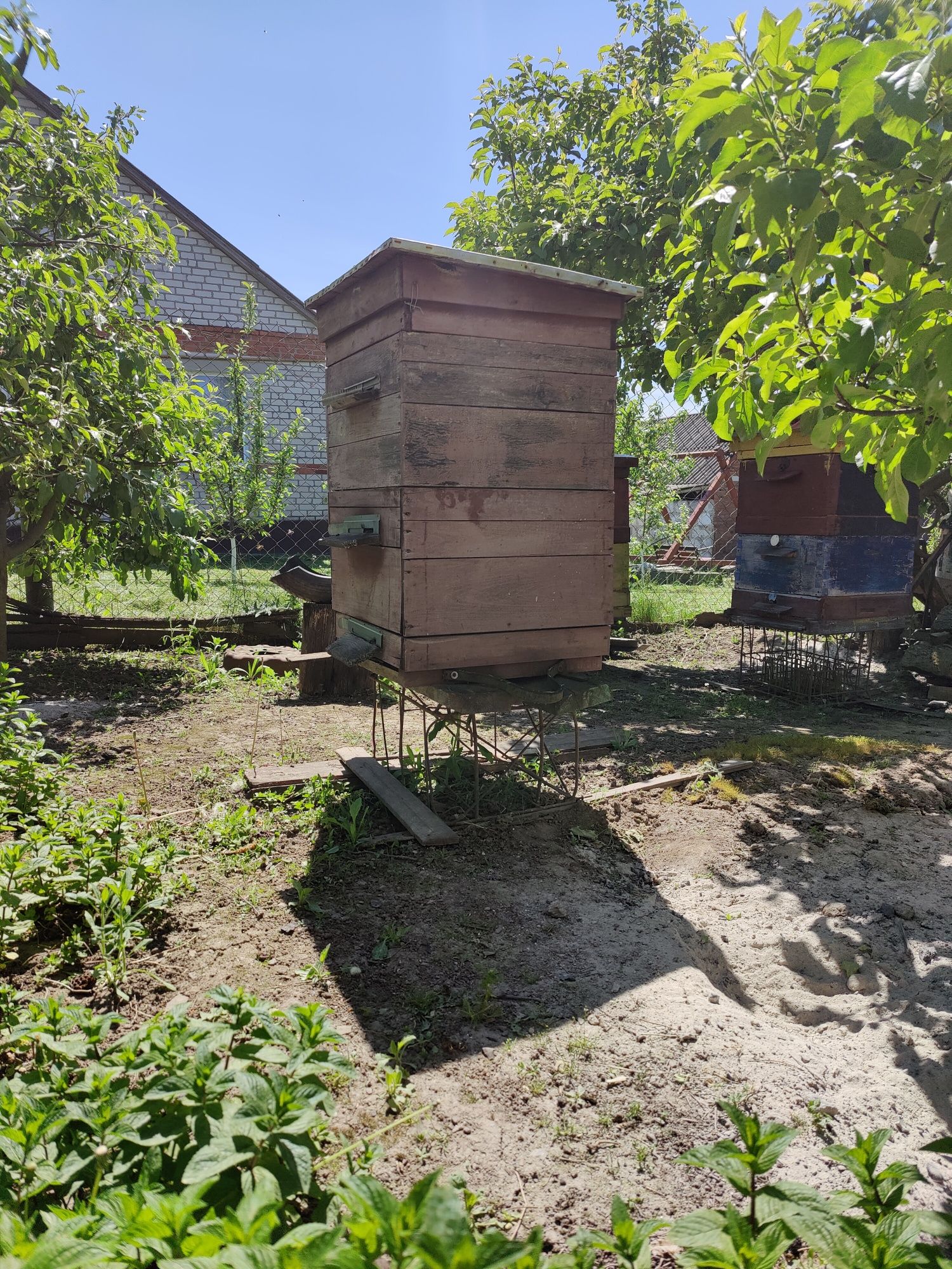 Продам бджолині сім'ї, улики, бджоли