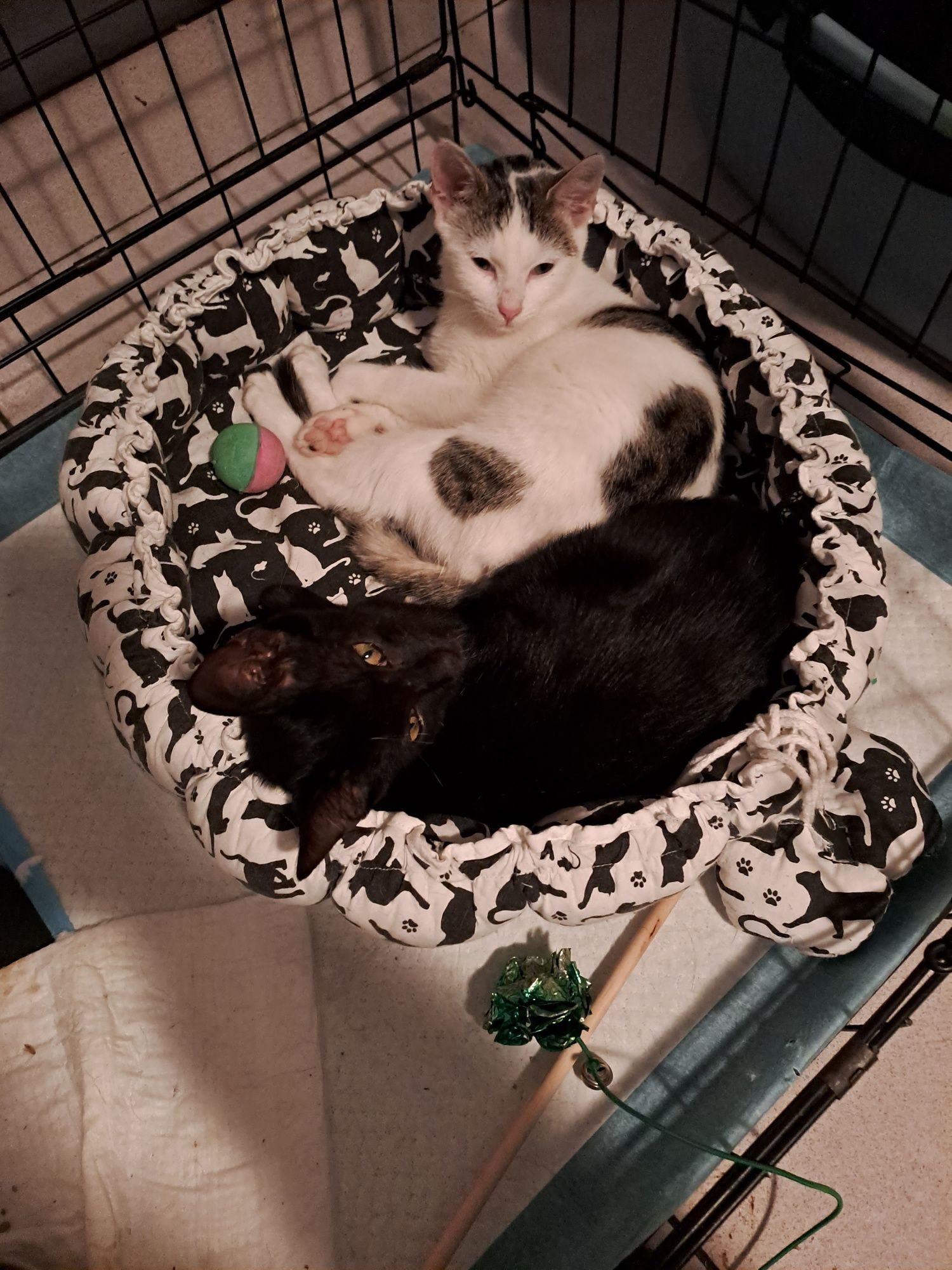 Kociczka do adopcji