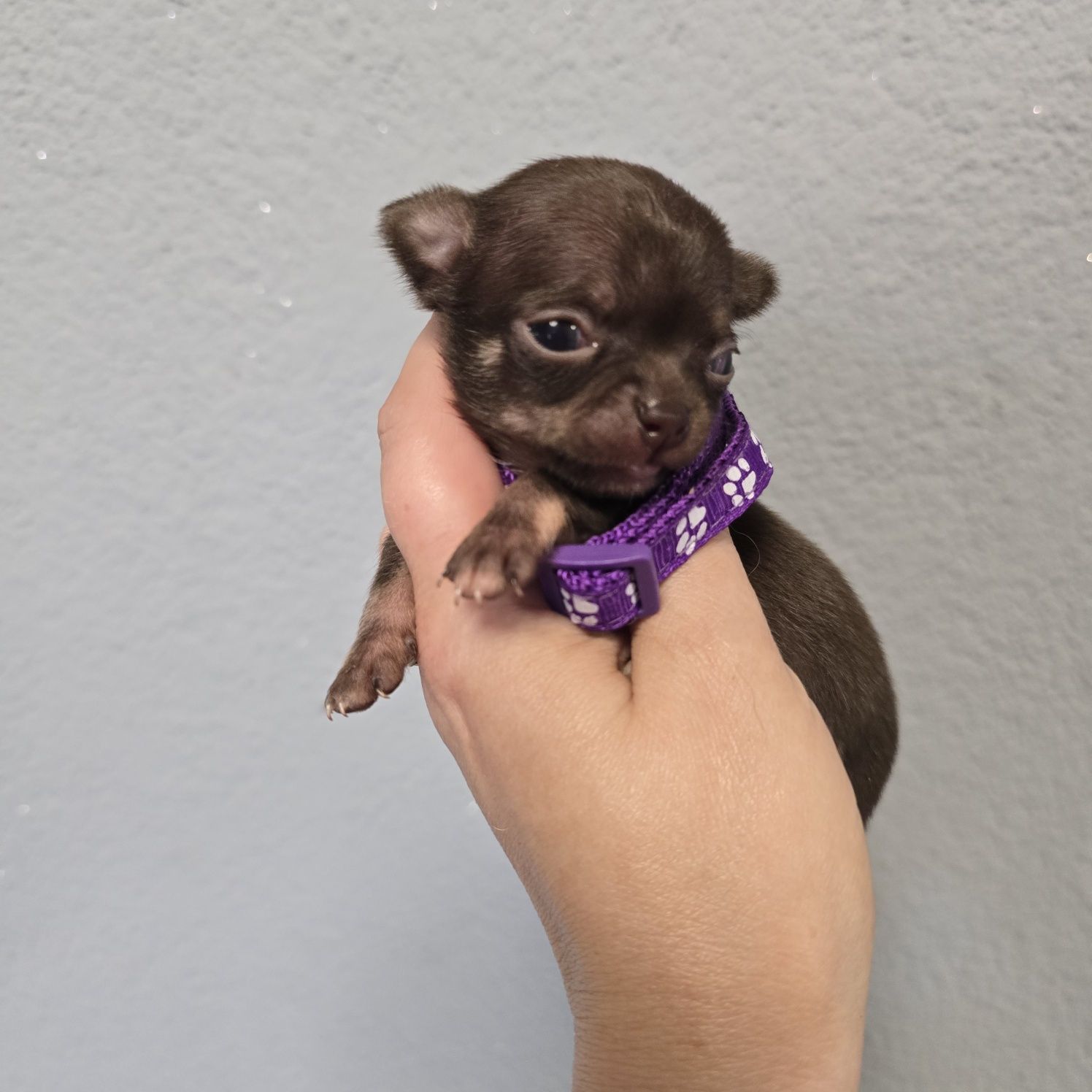 Chihuahua samiec czekoladowy podpalany xs