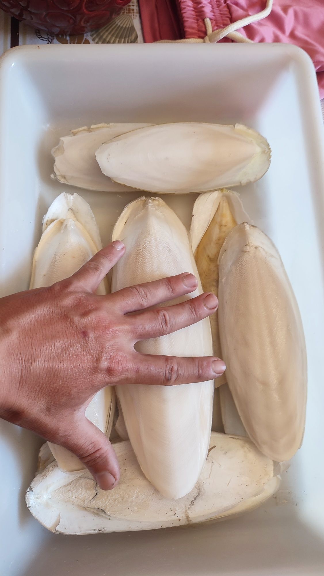 Cascas de chocos