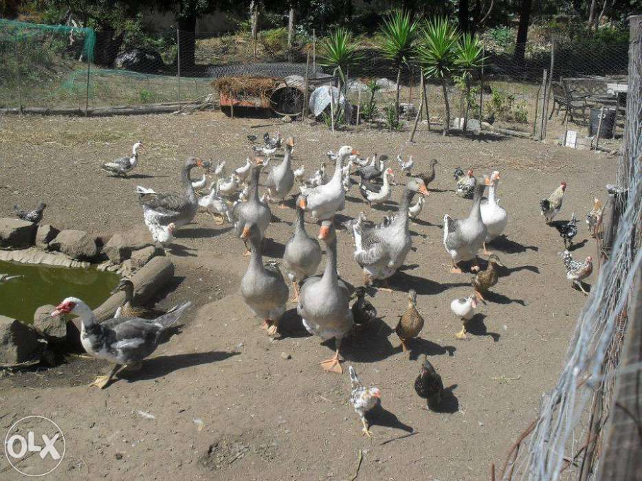 Gansos patos garnizas