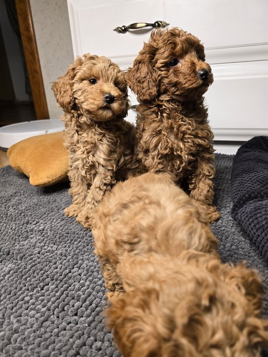 Мальтіпу цуценята — 8 тижнів | Міні-формат | Готові до переїзду!