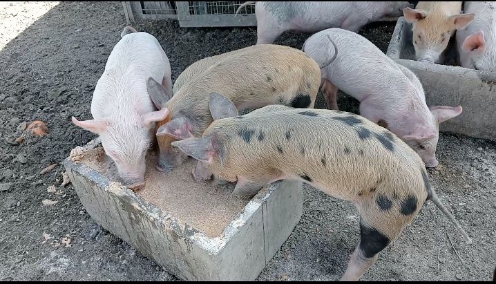 Leitões durok / landrace