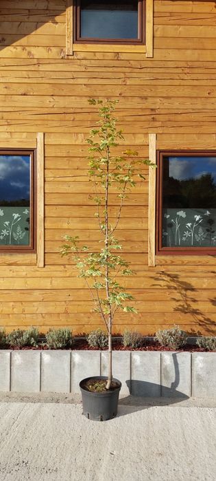 Klon / Acer platanoides 'Drumondii'