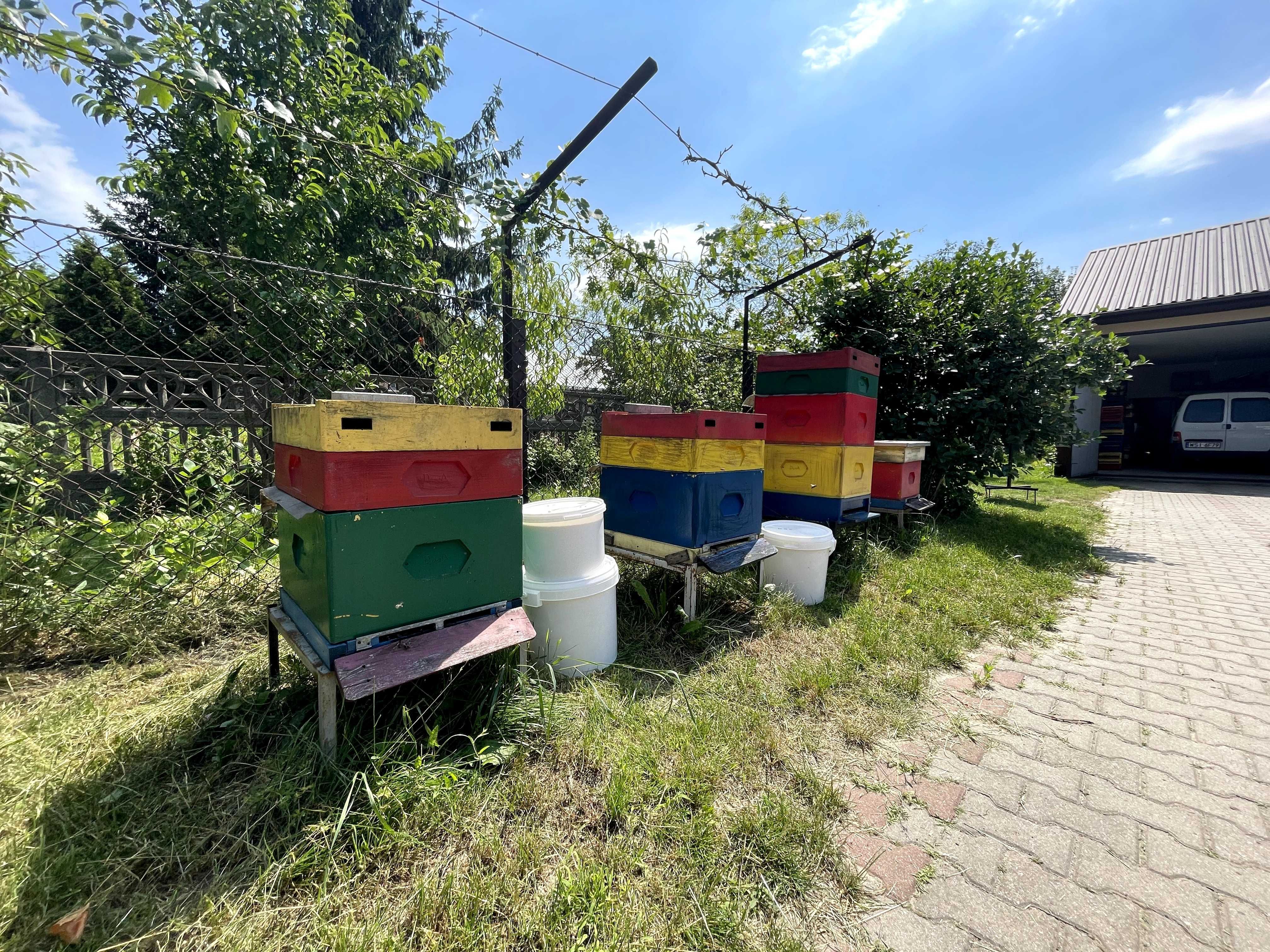 Miód z własnej pasieki - słoik (1,25kg), wiadro (25kg), beczka (300kg)