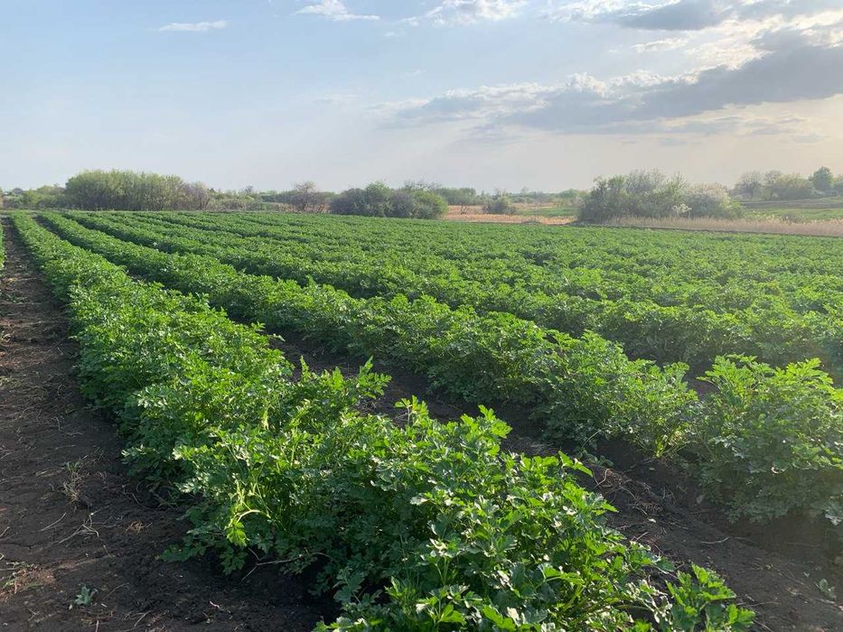 Свежая зелень - Укроп Петрушка оптом; Сушенный Базилик.