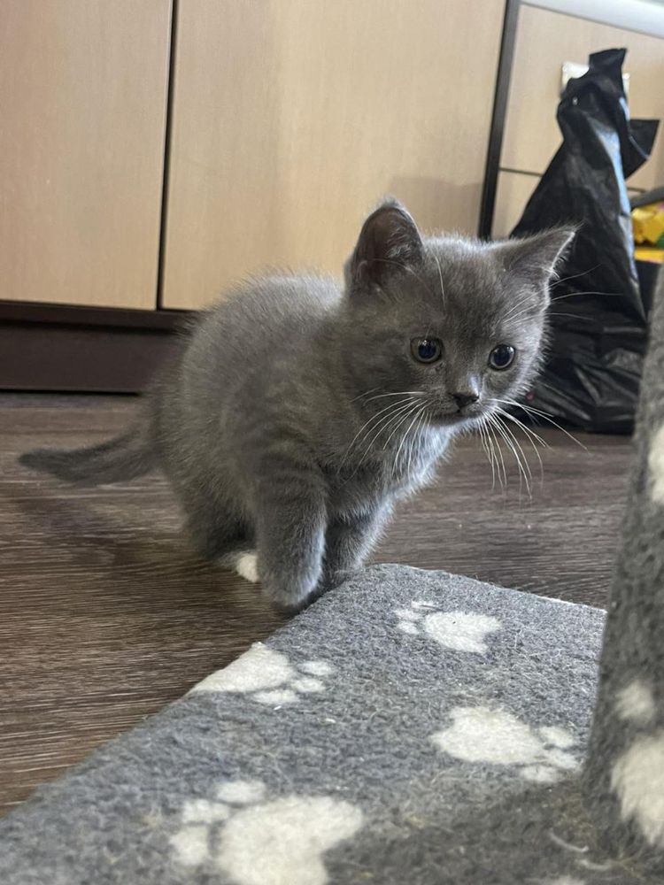 Британське кошеня чистокровне