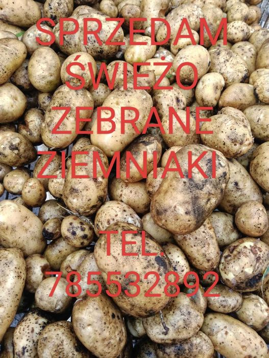 Sprzedam ziemniaki LORD
