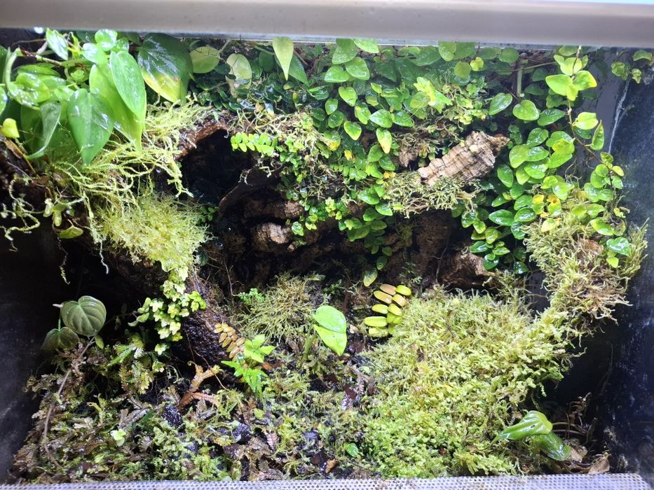 Terrarium dla drzewołazów