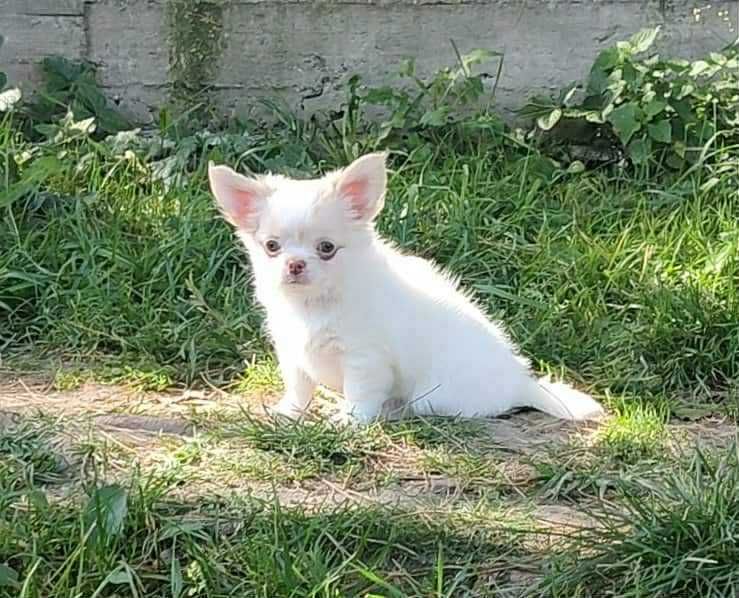 Piękna księżniczka długowłosa dziewczynka Chihuahua . Rodowod FCI