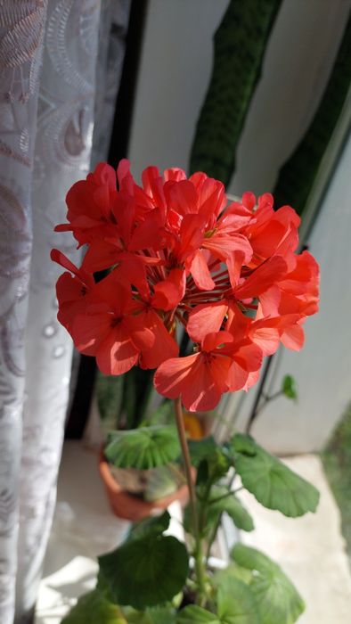 Пеларгонія, герань, живці, 5 шт 100 грн