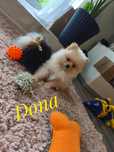 Szpic miniaturowy - pomeranian śliczna suczka Dona