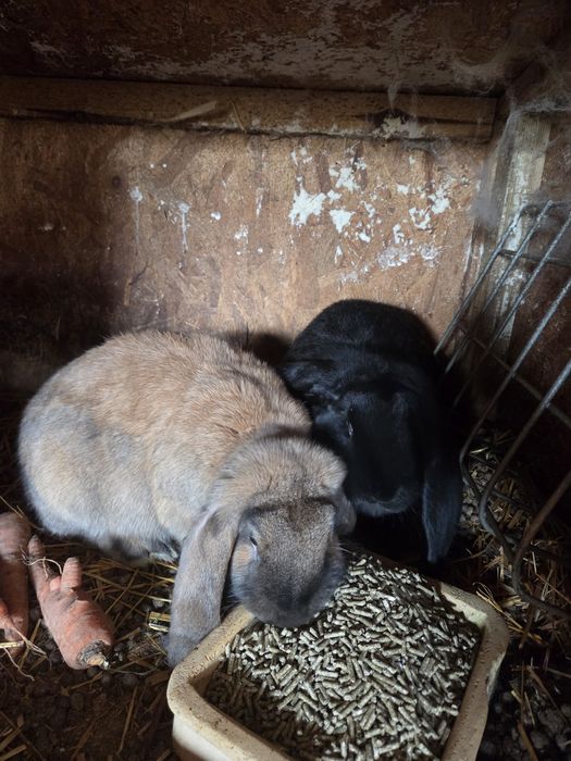 Baran francuski samce ,samice.