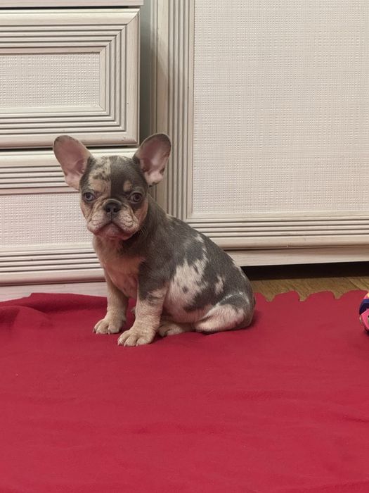 Чекаємо на найкращих батьків! Доставка ! Розплідник