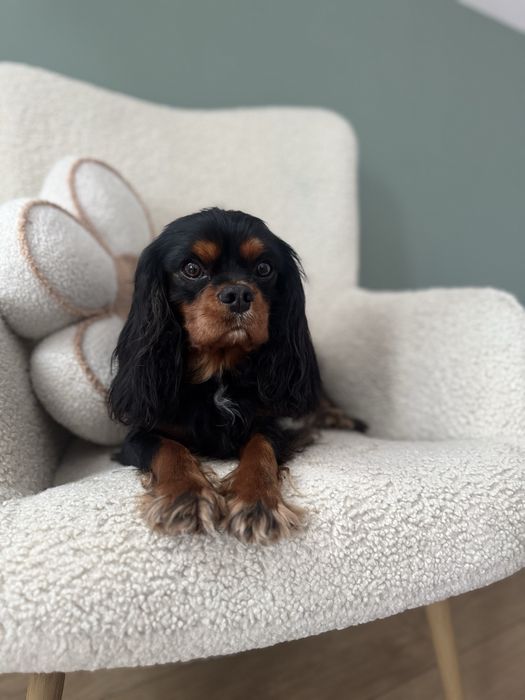 Cavalier King Charles Spaniel reproduktor