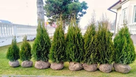 Tuja Szmaragd donicowe oraz z gruntu - Kock