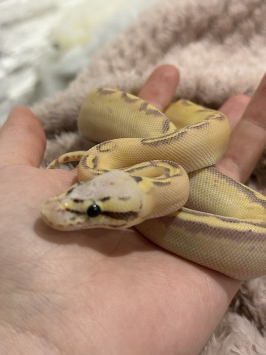 Wąż samica terrarium