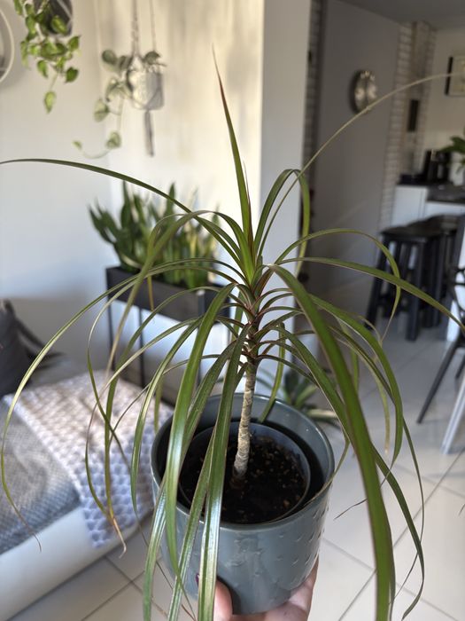 Śliczna Dracena