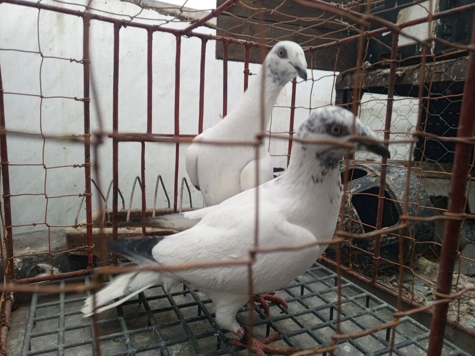 Łódzki Pstry Łódzkie pstre ptaki gołębie ozdobne