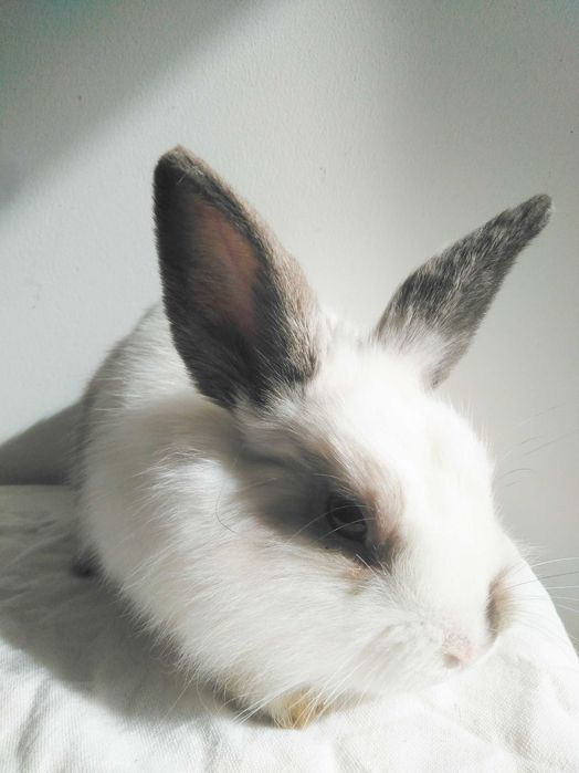 Роскошные миниатюрные Нидерландские карликовые крольчата, кролики