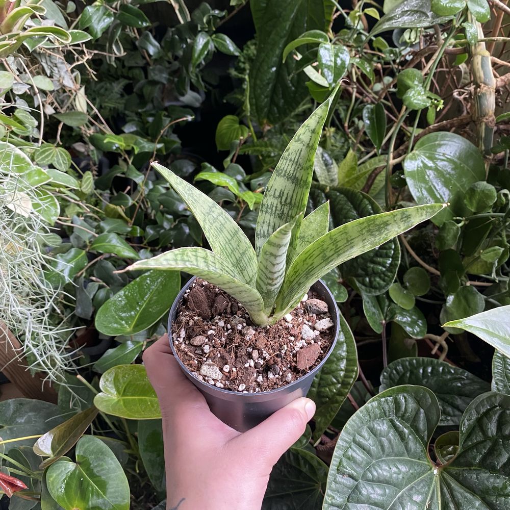 Сансевієрія Sansevieria everest