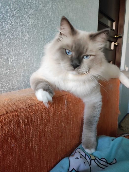 Невський маскарадний котик