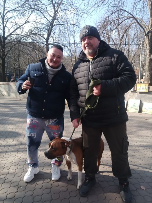 Вязка  стаффордширского терьера.