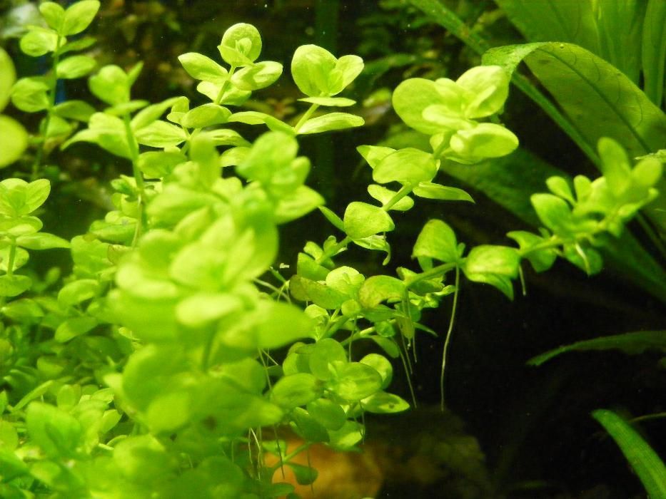 GB micrantherum umbrosum okrągłolistne