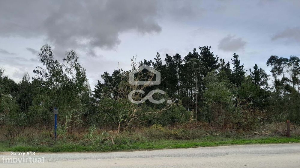 Oportunidade Imperdível: Terreno com Eucaliptos em Reguengo Grande!