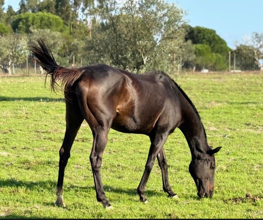 Venda ou troca égua PSI
