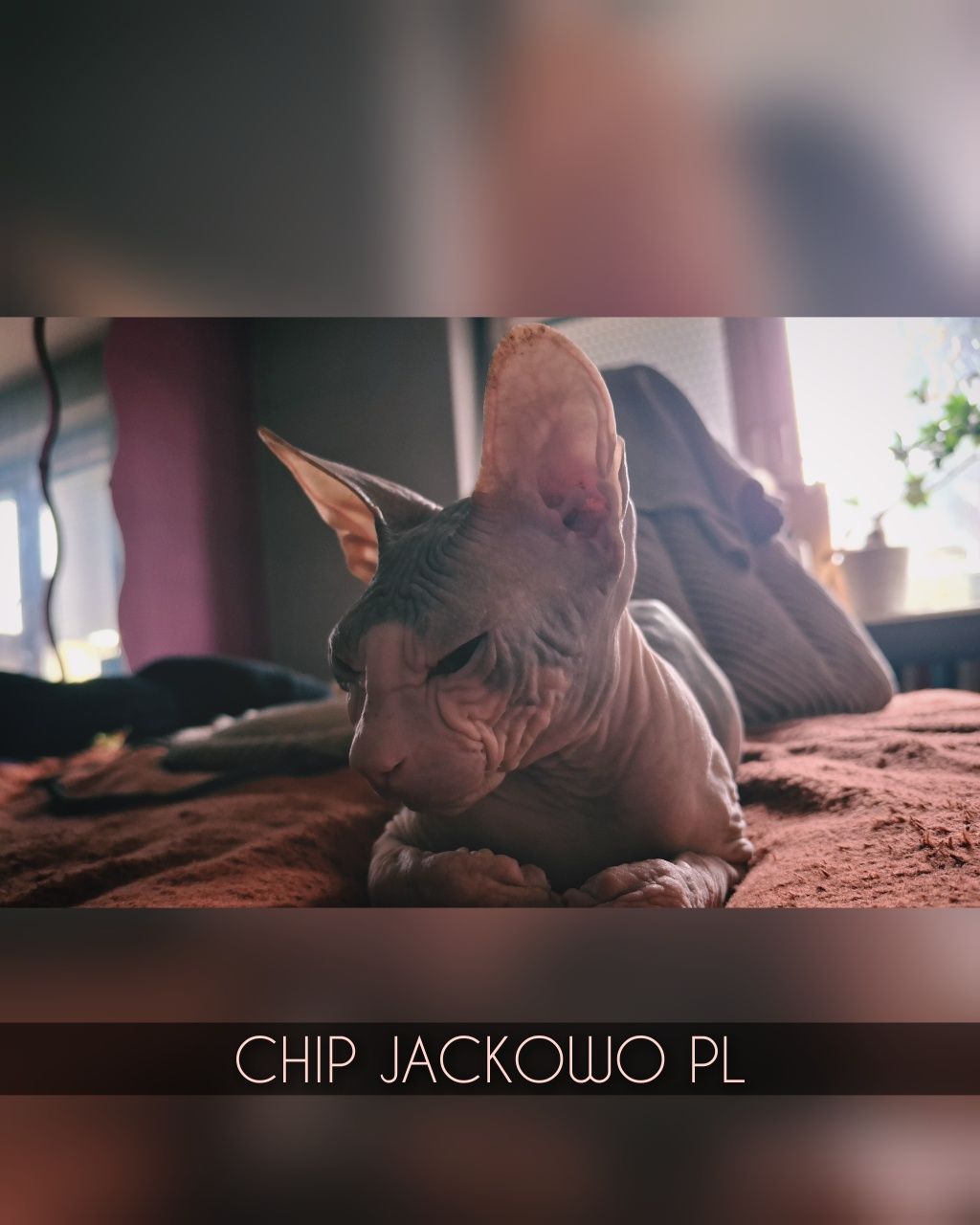 Sfinks Doński/Don Sphynx, CHIP - piękny kocurek bikolor, miot C.