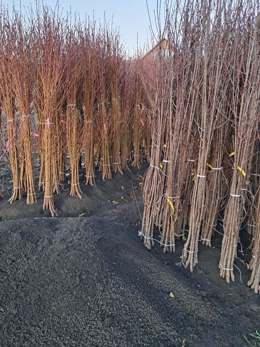 Саджанці Абрикосу/ОПТ та Роздріб