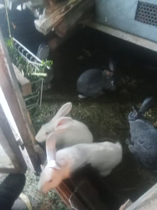 Продам кролі по самих ниських цінах