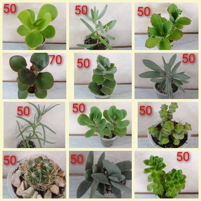 Сукуленти ехеверії, хрестовники,еоніуми, красули, делосперма,оскулярія